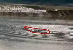 水怪爆料完整版视频播放,完整版视频深度解析